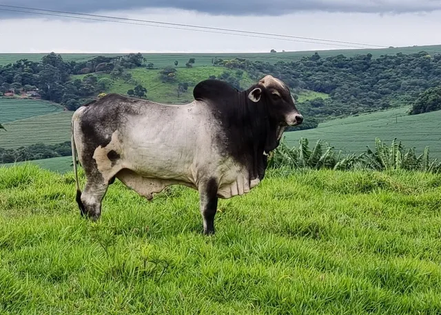 Vende touro tabuapa 5 mil