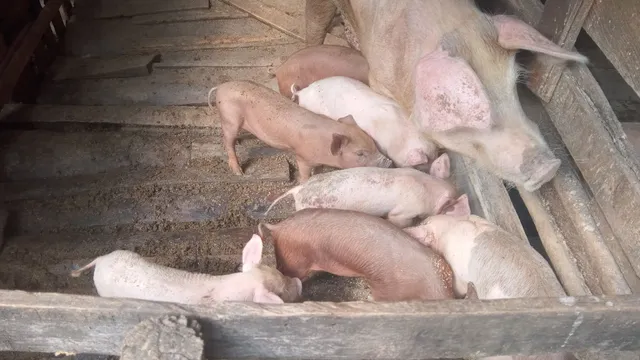 Leitões disponíveis 