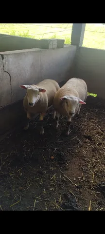 Reprodutores texel 