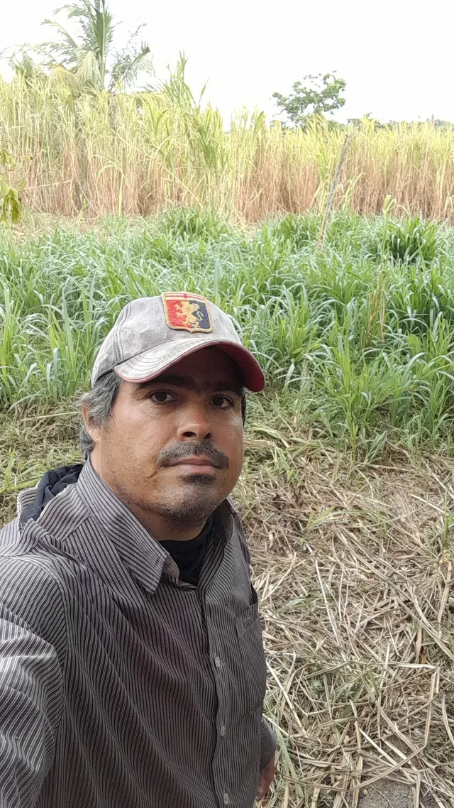 COMPRE BRS CAPIAÇU DA EMBRAPA DIRETO COM O DONO E RECEBA DICAS IMPORTANTES 