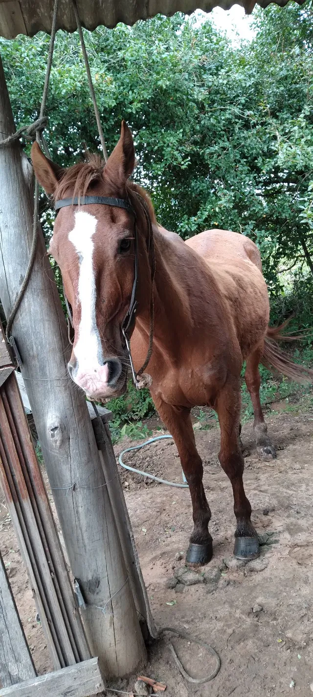 Troco ou vendo cavalo e porco cachaço 
