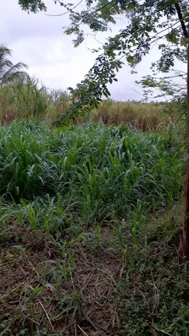 PLANTE O CAPIAÇU E APROVEITE AS TROVOADAS DE FINAL DE ANO , VENDO GEMAS OU GEMAS