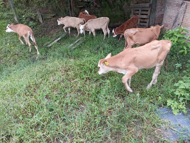 Vendo 