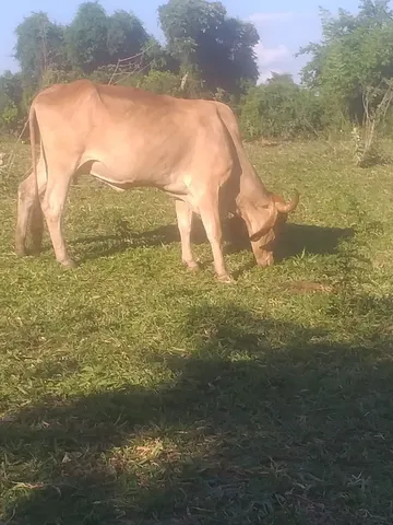 Vaca enxertada