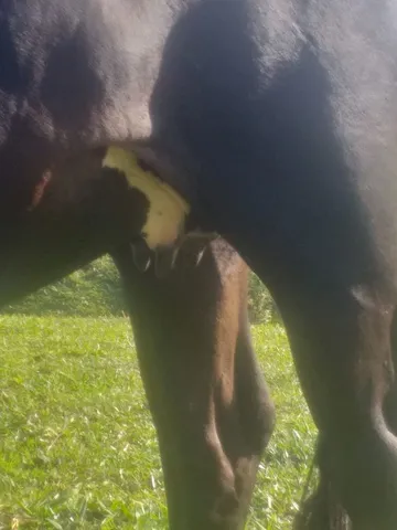 Vaca enxertada
