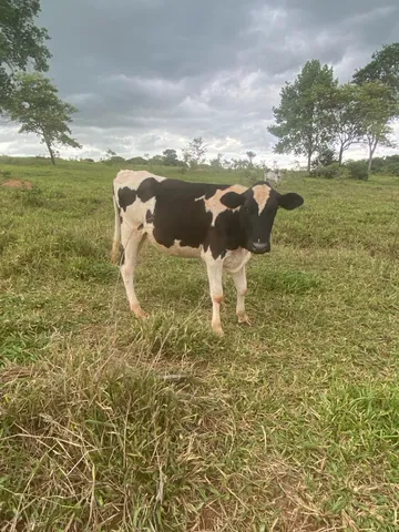 Lote com 10 novilhas 