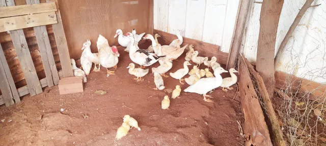 Vendo patos