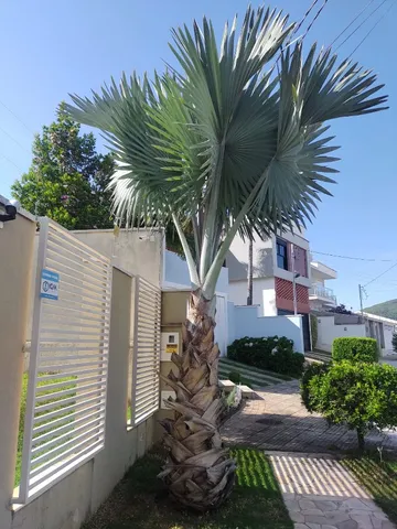 Palmeira azul Bismark