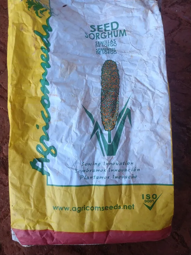 Semente de sorgo gigante boliviano (sobra)