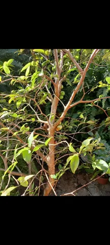 Muda de jabuticaba