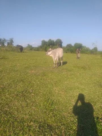 Vaca enxertada 