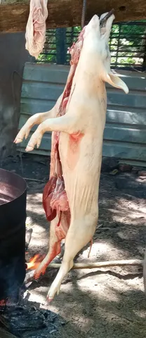Leitão 