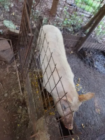 Vendo porco e porca gordos