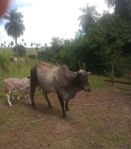 Vacas, Novilhas e Tourinho.