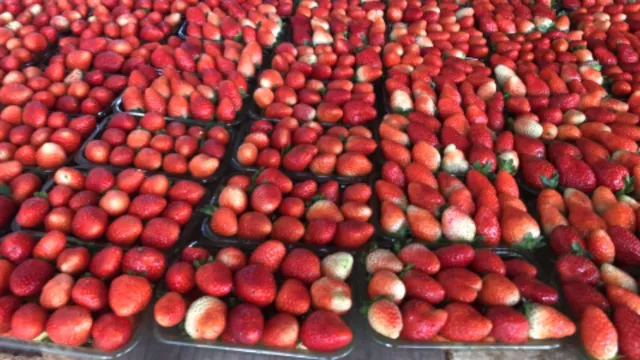 Vendo morango congelado no kilo 