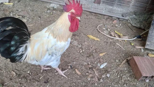 Vendo 2 galos 