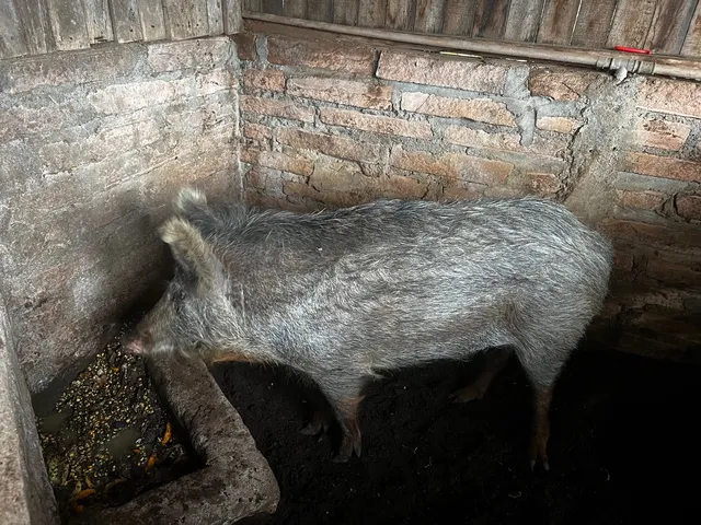Vendo porca moura mestiça com Java porco 