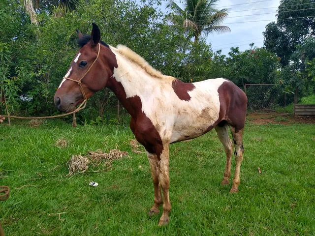 Vendo cavalo registrado.