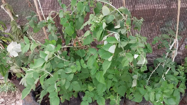 Framboesa preta 50 cm