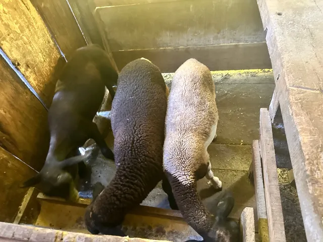 Vendo ovelhas 