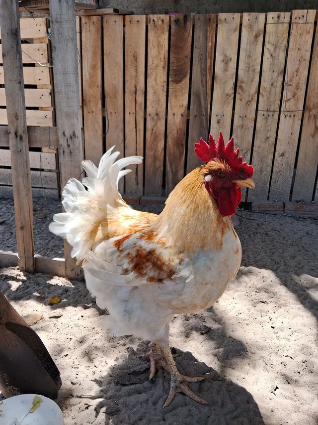 galo caipira 