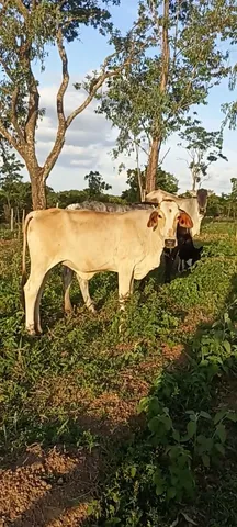4 novilhas R$ 1.850 cada 