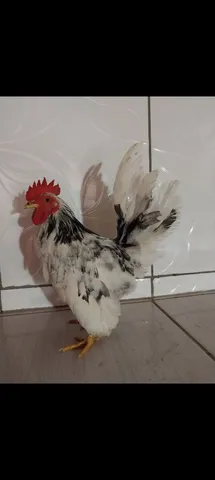 Vendo os 2 