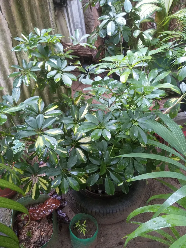 Plantas