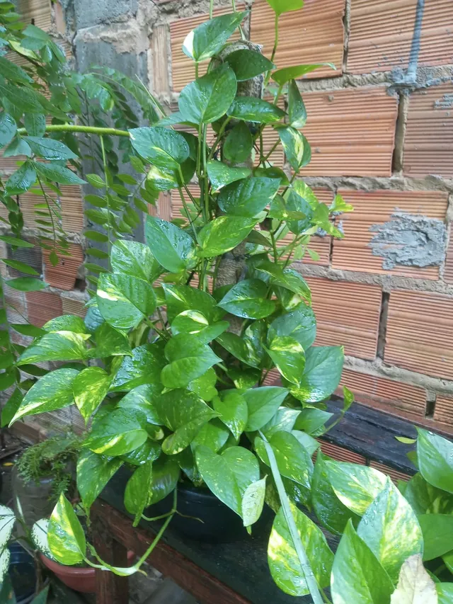 Plantas 
