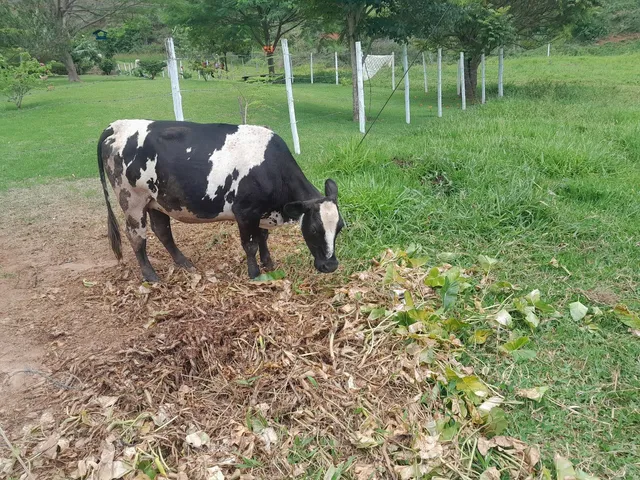 Mine vaca 
