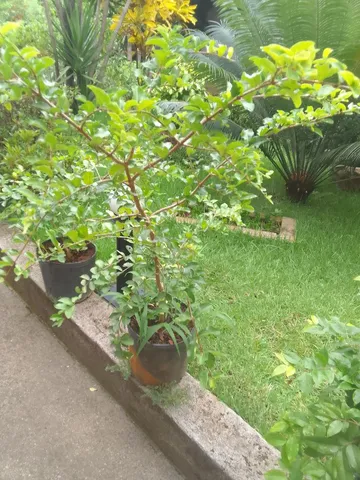 Mudas de acerola