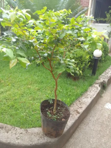Mudas de jabuticaba 