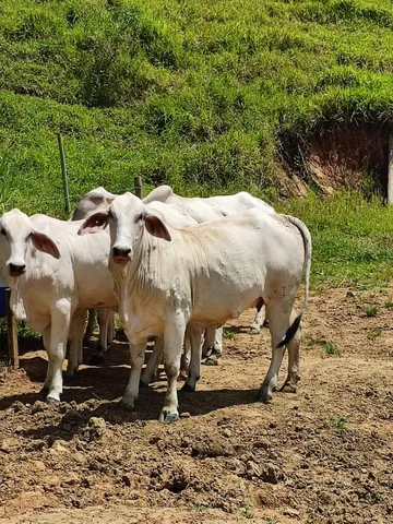 Vacas Tabapuã PO