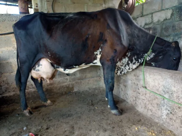 Vaca Leiteira
