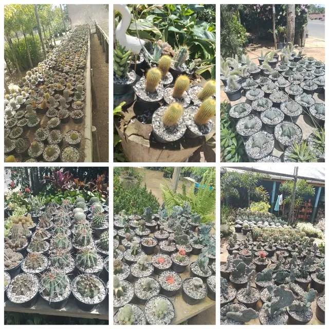 Flores, mudas e plantas ornamentais 
