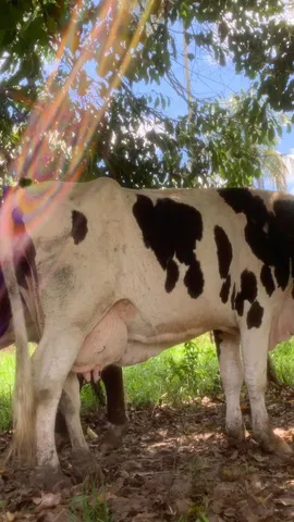 Vaca 