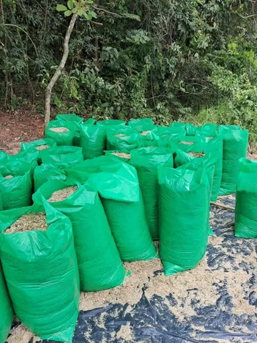 Silo BRS CAPIAÇU TOP ?