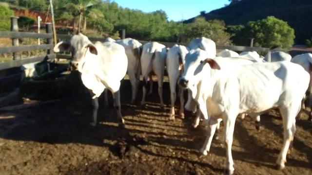 Lote de 16 gados Itabapuã