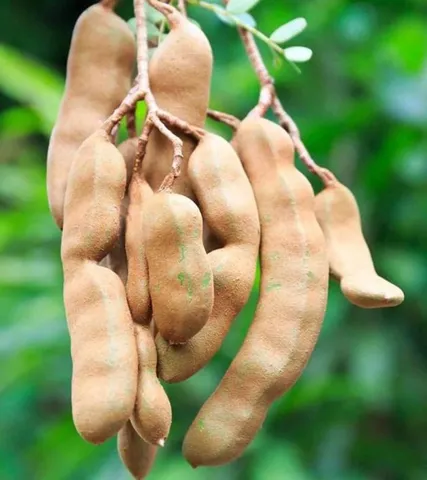 Tamarindo Mudas