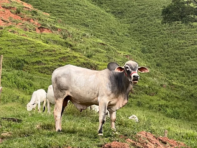 Lote de 16 cabeças de gado Itabapuã