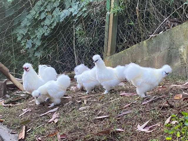 Franguinhos Sedosa do Japão Branca