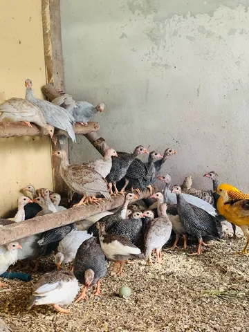 VENDO ANGOLAS 
