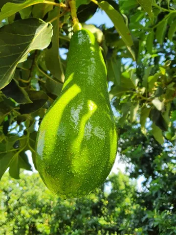 Abacate Variedade Quintal