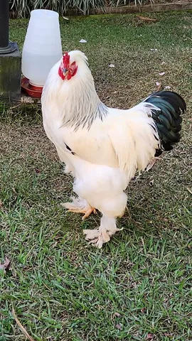 Franguinhos Brahma Light