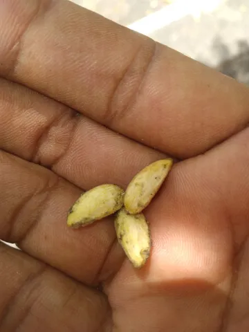 1.000 Sementes de Neem