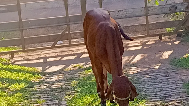 Terneira Gir leiteiro 