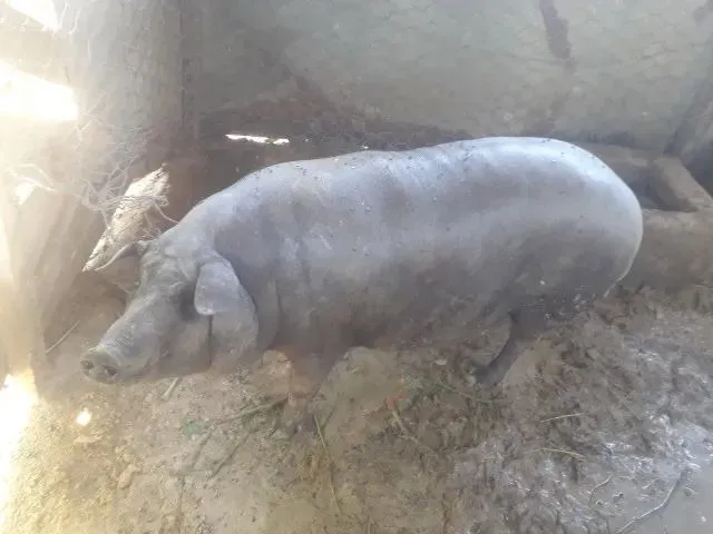 vendo esse porco capao 13 reais o kg 