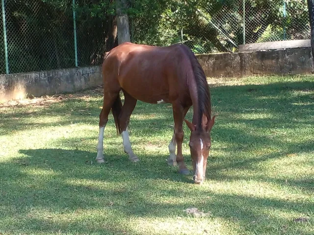Egua de sela e charrete. 