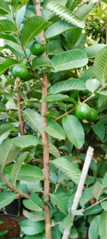 Mudas frutíferas para vaso