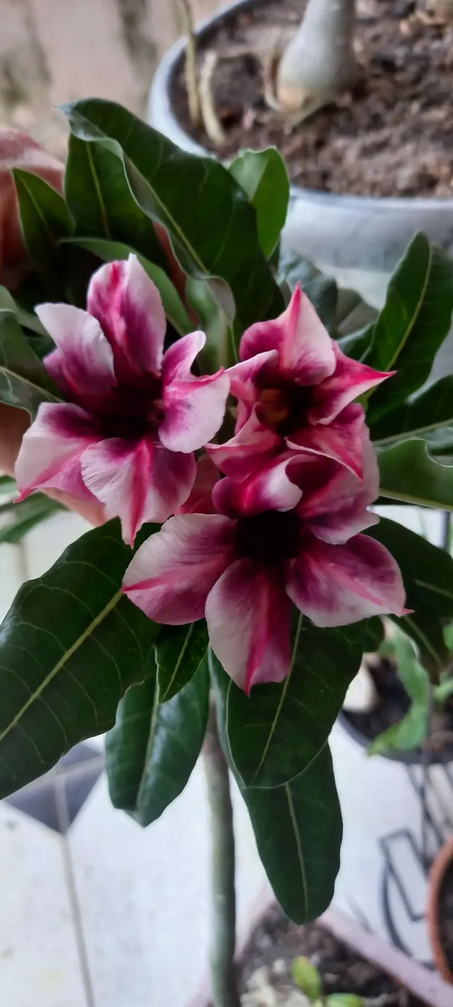 Rosa do deserto $150 (buque e perfumada)